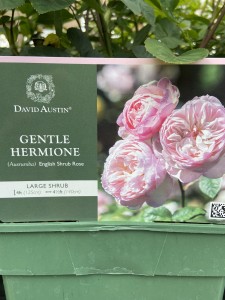 Gentle Hermione SHRUB Fragrant English